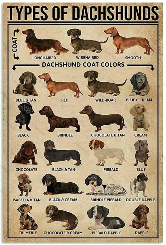Types Of Dachshunds Wall Art